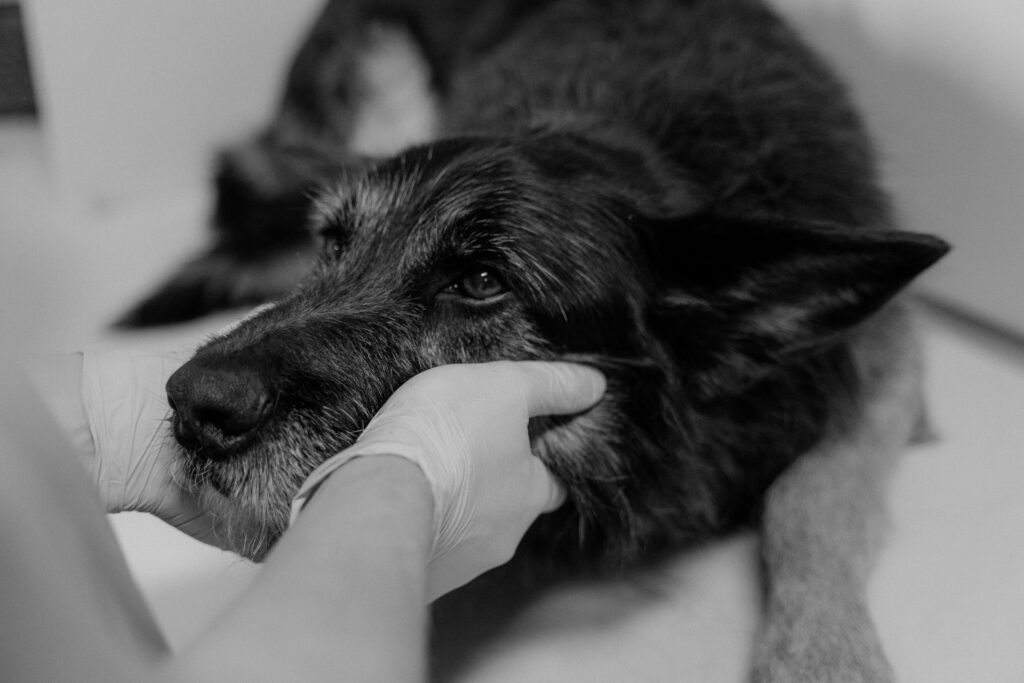 A pet during vet visit