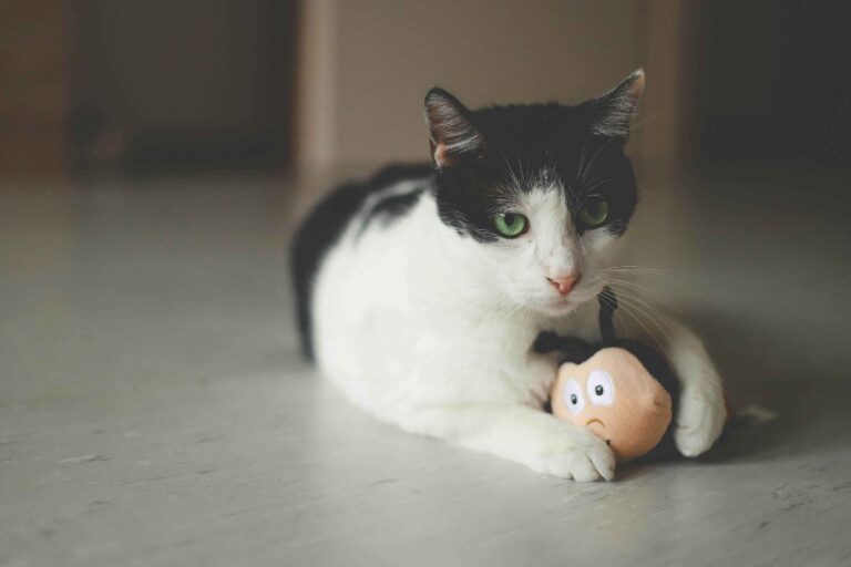 cat playing with its toy