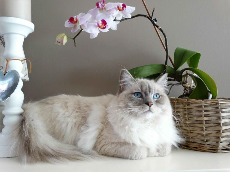 Maine coon- one of most popular cat breeds