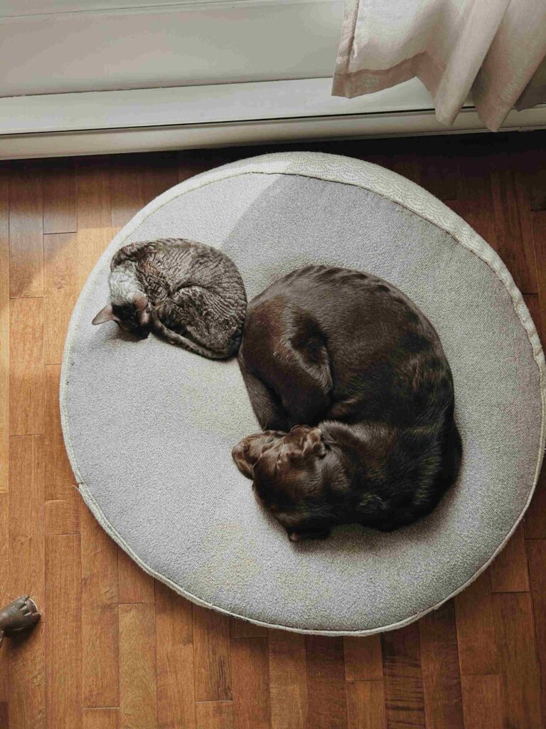 Cat and dog sleeping together