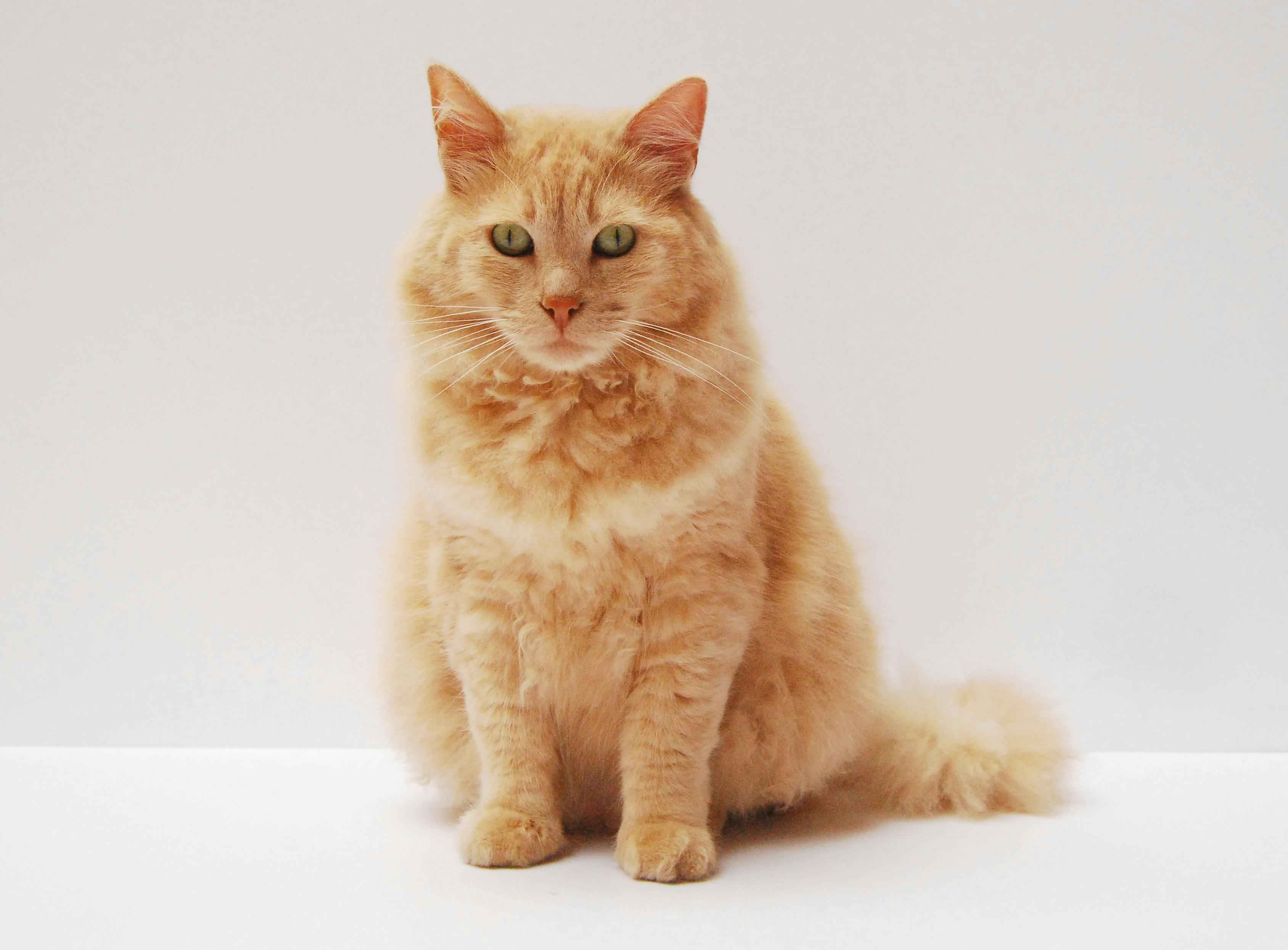 A beautiful cat sitting