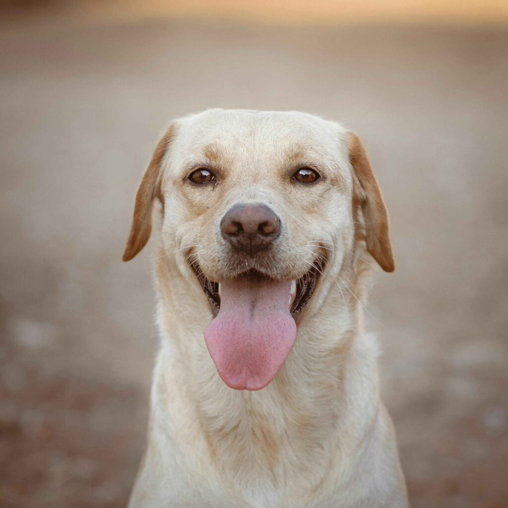 A happy dog
