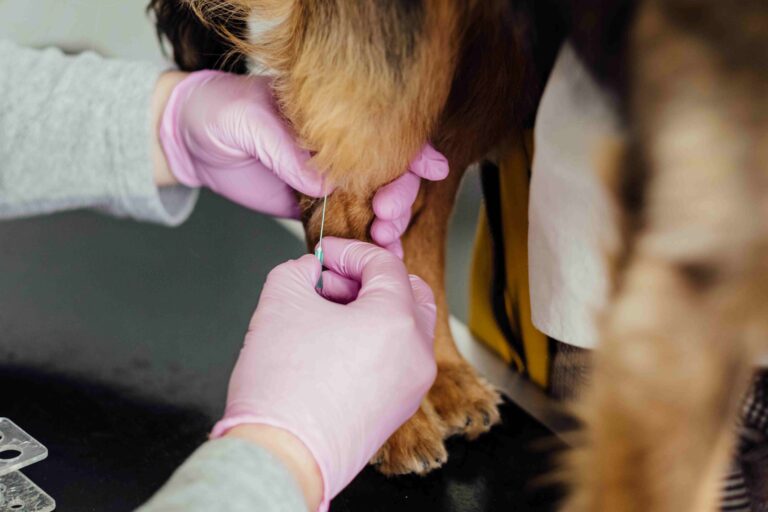 Keep your pet calm during vet visits